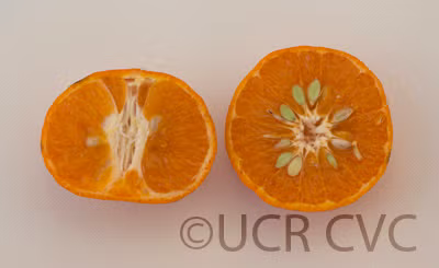 Encore Mandarin Budwood citrus plant material online shopping