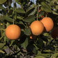 Xuegan Sweet Orange Budwood citrus plant material online shopping