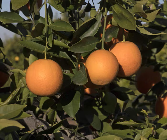 Xuegan Sweet Orange Budwood citrus plant material online shopping