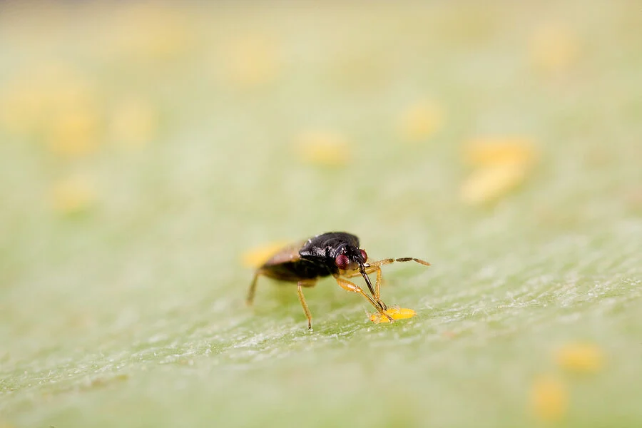 Thripor L Predatory Bug