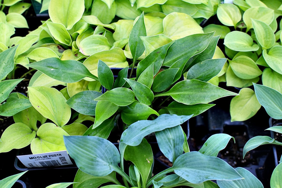 Dixie Chick Green Hosta Plants online shopping