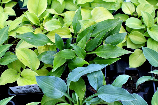 Dixie Chick Green Hosta Plants online shopping