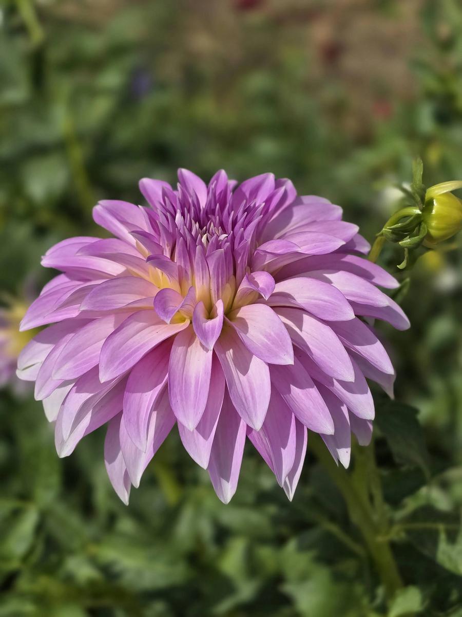 Dancin Queen Dahlia