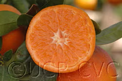 Tango Mandarin Plant citrus plant material online shopping