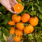 Hansen Mandarin Budwood citrus plant material online shopping