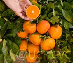 Hansen Mandarin Budwood citrus plant material online shopping