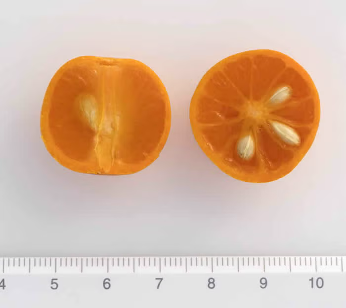 Variegated Calamondin Budwood citrus plant material online shopping