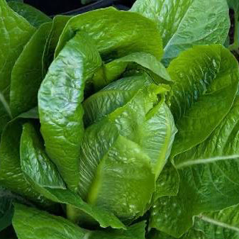 Little Gem Romaine Lettuce