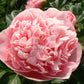 Paeonia Lactiflora Etched Salmon