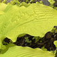 Honeydripper Hosta Plants online shopping
