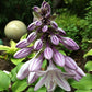 Grape Fizz Hosta Plants online shopping