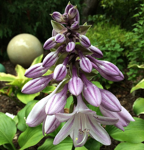 Grape Fizz Hosta Plants online shopping