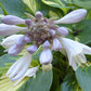 Magic Island Hosta Plants online shopping