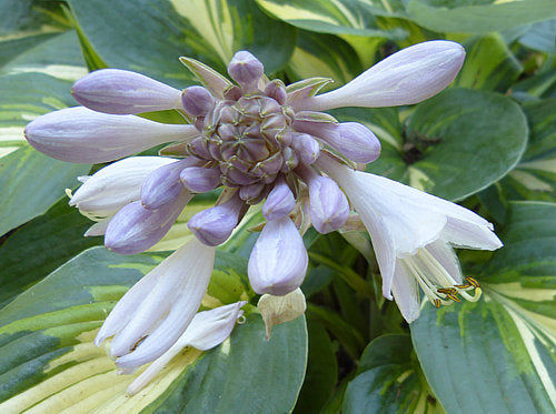 Magic Island Hosta Plants online shopping