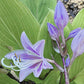 Katsuragawa Beni Hosta Plants online shopping