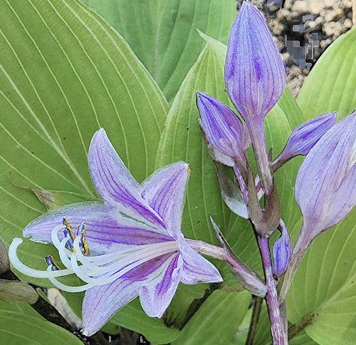 Katsuragawa Beni Hosta Plants online shopping