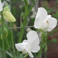 Dorothy Eckford Heirloom Sweet Pea seeds online shopping