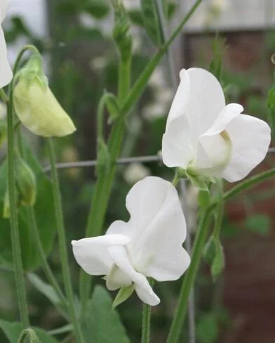 Dorothy Eckford Heirloom Sweet Pea seeds online shopping