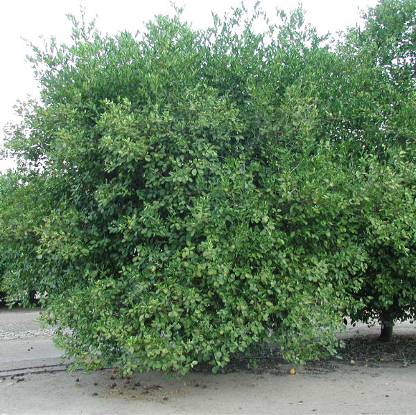 Rangpur Lime x Troyer Citrange Trifoliate Hybrid Budwood citrus plant material online shopping