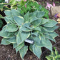Waukon Thin Ice Hosta Plants online shopping
