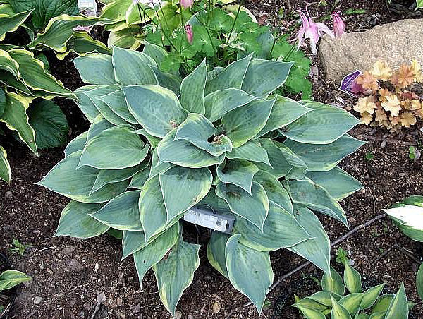 Waukon Thin Ice Hosta Plants online shopping