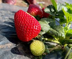 Warrior Short Day Strawberry