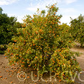 Michal Mandarin Budwood citrus plant material online shopping