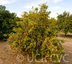 Michal Mandarin Budwood citrus plant material online shopping