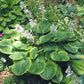 Miss Mykah Hosta Plants online shopping