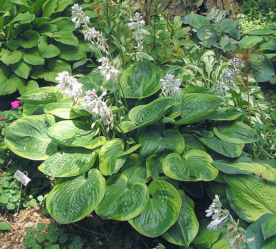 Miss Mykah Hosta Plants online shopping