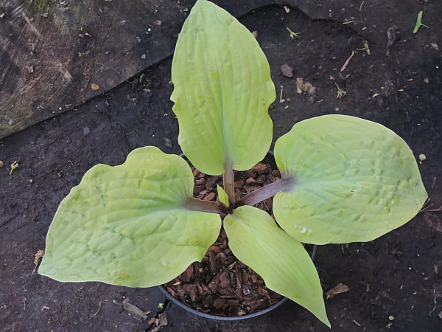 Chris’ Pale Winner Hosta Plants online shopping