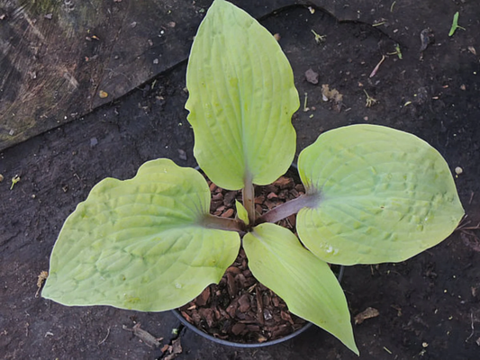 Chris’ Pale Winner Hosta Plants online shopping
