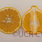 Dweet Tangor Mandarin Budwood citrus plant material online shopping
