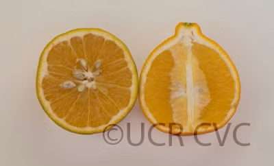 Dweet Tangor Mandarin Budwood citrus plant material online shopping