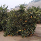 Spring Navel Orange Budwood citrus plant material online shopping
