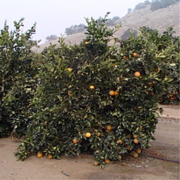 Spring Navel Orange Budwood citrus plant material online shopping