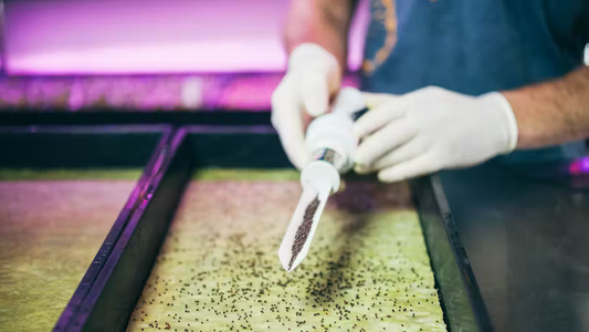 Grodan Cress Plate Baby Greens Cultivation Rock Wool Hydroponics Substrate