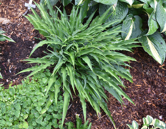 Silver Twist Hosta