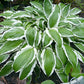 Ginko Craig Hosta Plants online shopping