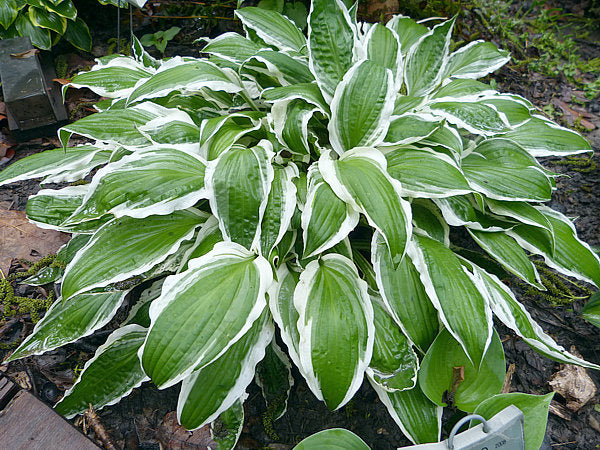 Ginko Craig Hosta Plants online shopping
