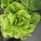 Buttercrunch Lettuce
