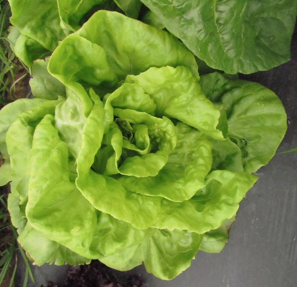 Buttercrunch Lettuce