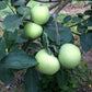 Yellow Transparent Heirloom Earliest Ripening Apple Plant