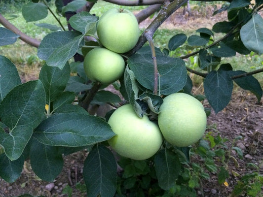 Yellow Transparent Heirloom Earliest Ripening Apple Plant