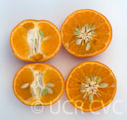 Rubidoux Mandarin Budwood citrus plant material online shopping