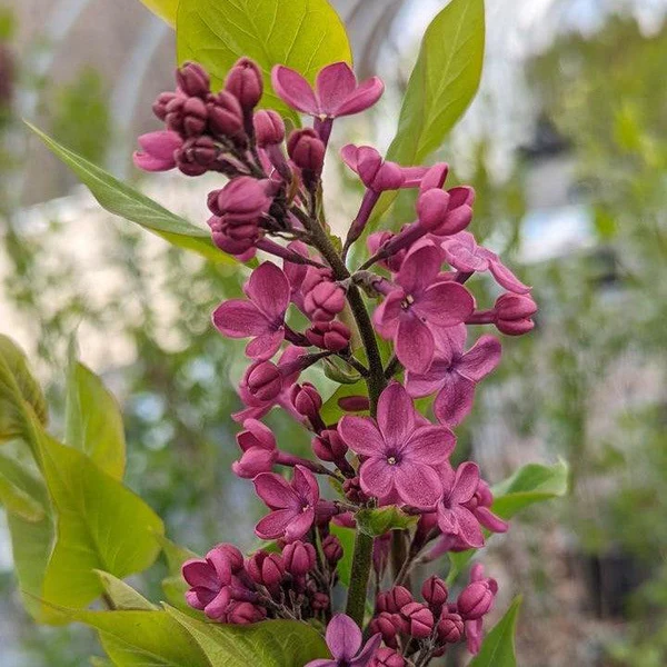 Declaration Lilac lilac plant online shopping