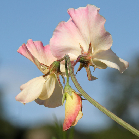 Mollie Rilstone Sweet Pea
