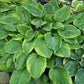 Key Lime Pie Hosta Plants online shopping