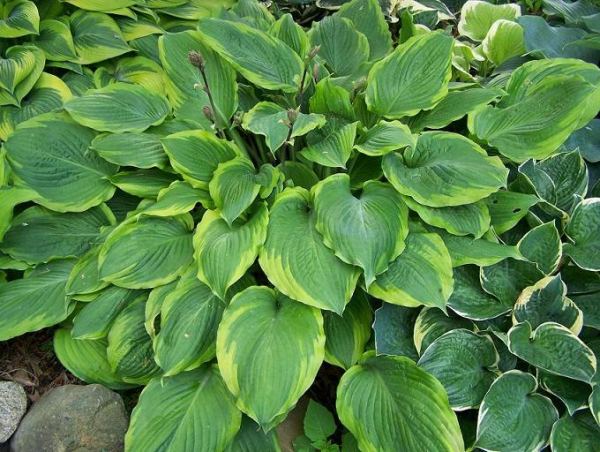 Key Lime Pie Hosta Plants online shopping