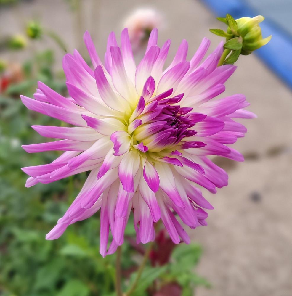 Bold Accent Dahlia